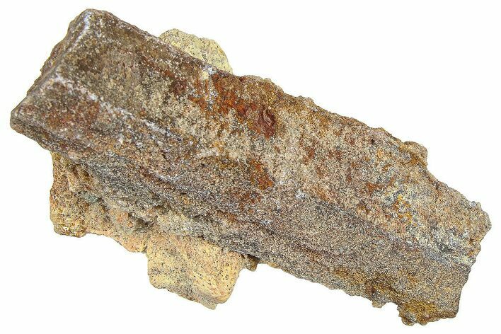 Devonian Petrified Wood (Callixylon) Section - Oldest True Wood #363283